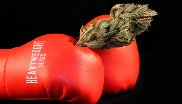 Heavyweight Seeds cannabis seeds
