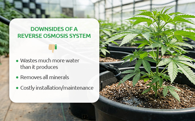 Disadvantages of RO Water for Weed