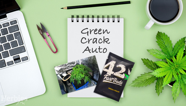 green crack auto grow report