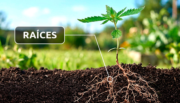 Las raíces partes de la planta de marihuana
