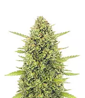 Acapulco Gold Seeds | Buy Acapulco Gold Feminized seeds Acapulco Gold (Barney's Farm)