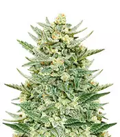 Strawberry Banana Auto Cannabis-Samen Kaufen Strawberry Banana Auto (Fast Buds)