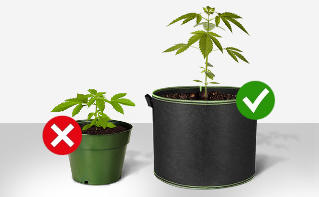 cannabis stunted growth