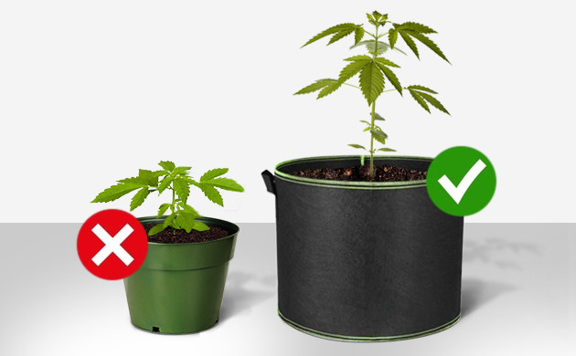 Why Are Weed Plants Growing Reasons Behind Common Problem - Herbies