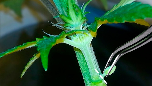 las semillas de marihuana hermafrodita