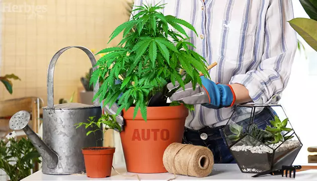 culture cannabis autofloraison interieur