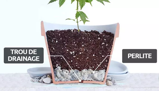 calendrier d'arrosage du cannabis