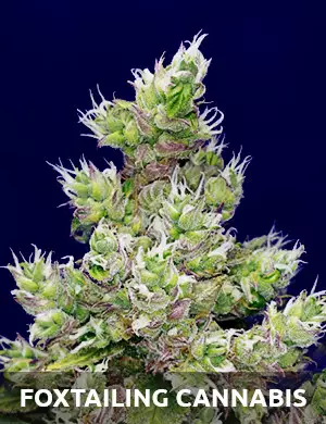 what is foxtail