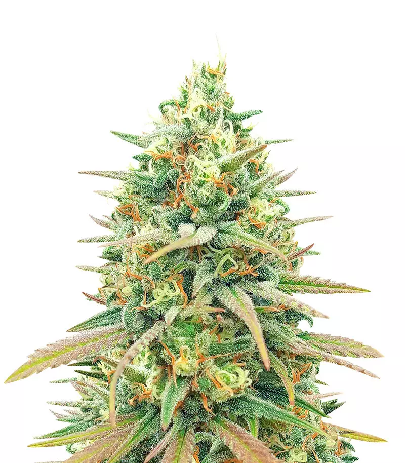 Blueberry Fast Version (Herbies Seeds)