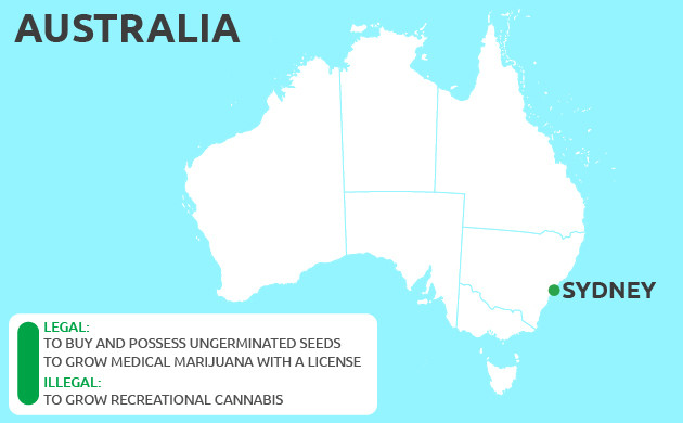 Can You Grow Cannabis in Sydney