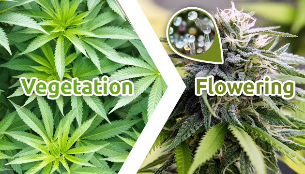 trichome stages