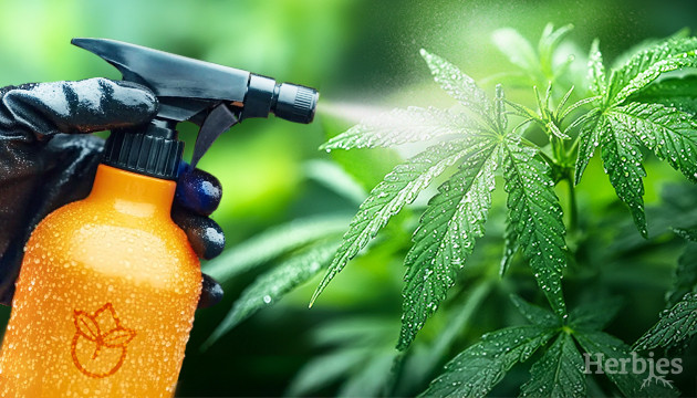 Essential Guide to Foliar Feeding Cannabis: Tips for Effective Sprays ...