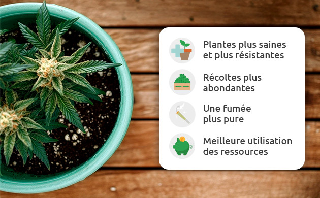 les avantages de la culture du cannabis en sol vivant
