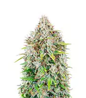 Original Cinderella Auto feminized seeds for sale: information and reviews Original Cinderella Auto (Fast Buds)