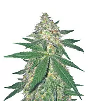 Vente de graines de cannabis The New (Humboldt Seeds) The New (Humboldt Seeds)