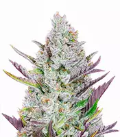 Vendita di semi di cannabis Wedding Glue Auto fem Wedding Glue Auto (Fast Buds)