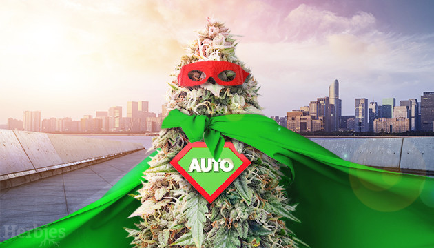 Super-Autoflower-Samen: Eine größere, ertragreichere Auto