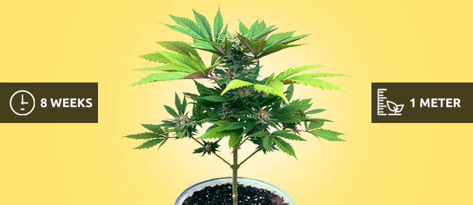 fast flowering cannabis strains