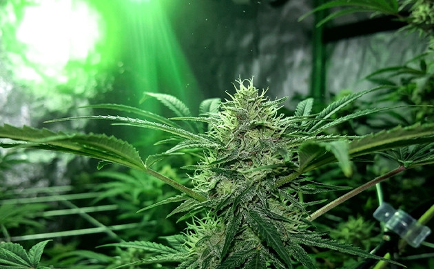 cannabis not flowering