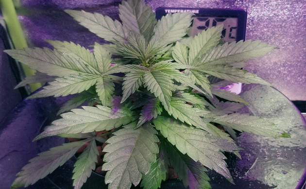 Cultivo de la Gorilla Glue Auto: la floración