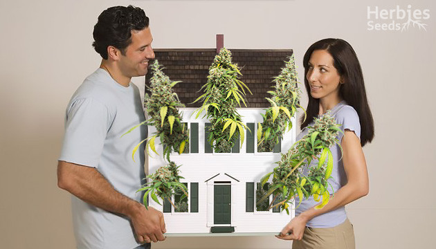 big cannabis yields in small spaces