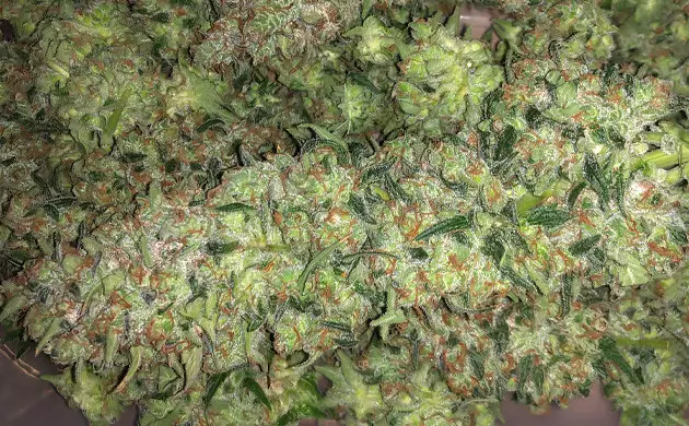 Do-Si-Dos buds