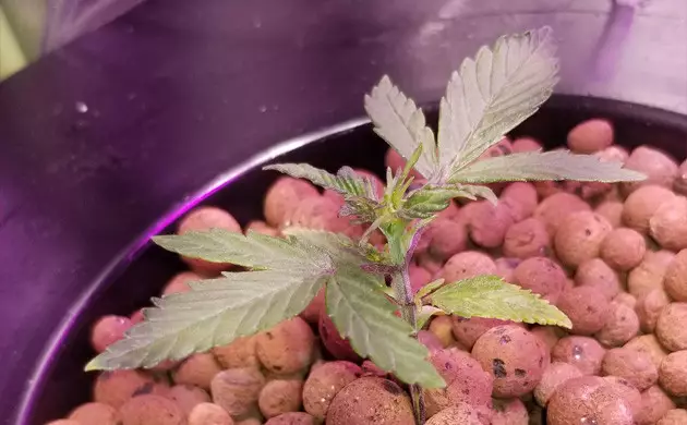 Granddaddy Purple grow journal