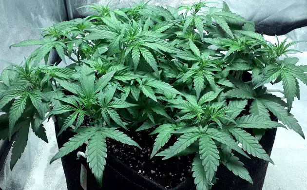 early flowering of Gelato Auto 