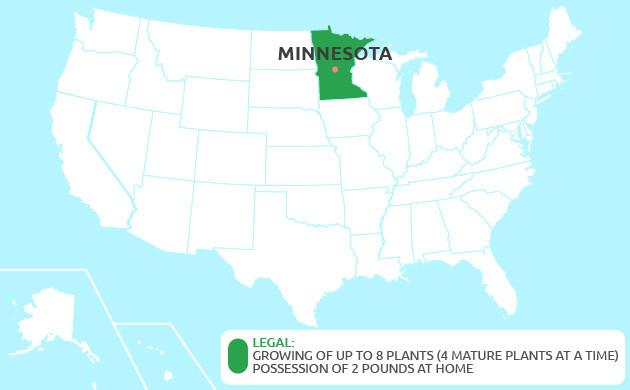 growing cannabis in Minnesota