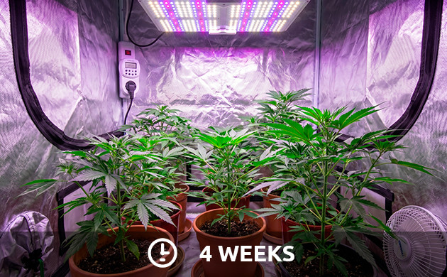 ตารางแสงสำหรับช่วงแสงในระยะพืช cannabis seedling light schedule