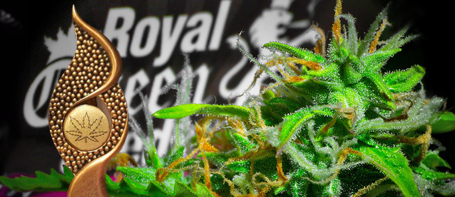 Semillas de marihuana Royal Queen Seeds
