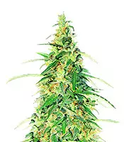 Apple Betty Auto feminized seeds for sale Apple Betty Auto (Herbies Seeds)
