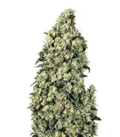 Skunk #1 feminized seeds for sale Skunk #1 (Sensi Seeds)
