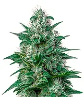 White Widow Auto CBD (Green House Seeds)