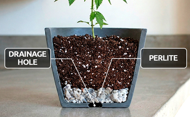 watering schedule for cannabis