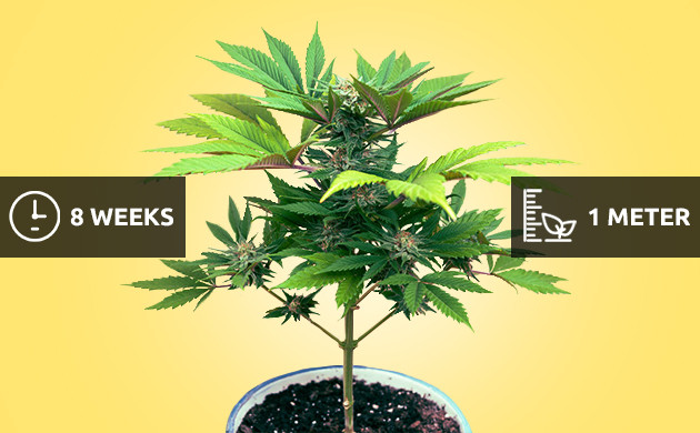 Fast Flowering cannabis strains