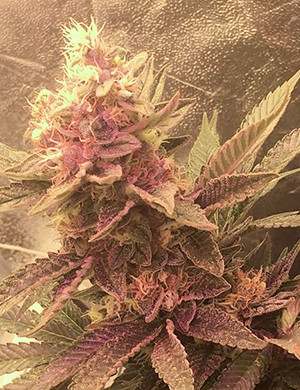 Cosecha de la Purple Punch de Barney’s Farm