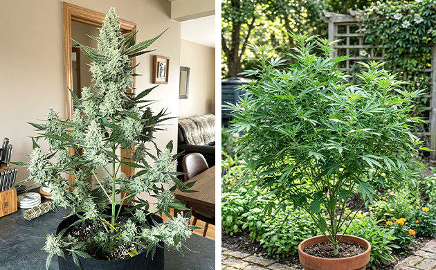 autoflower won't flower