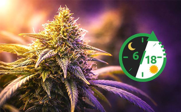 Light Cycle From Seed to Harvest