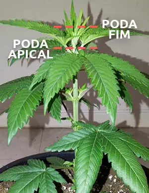 poda fim marihuana