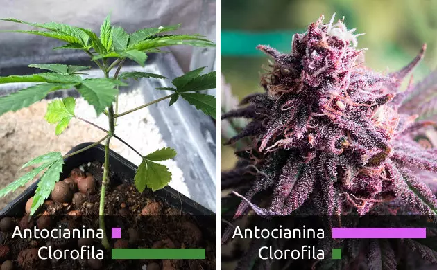 marihuana violeta