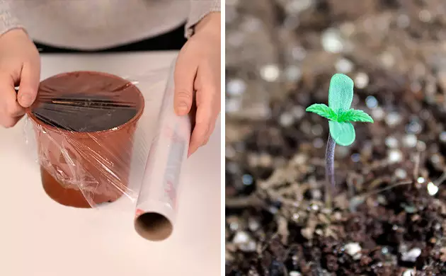 comment faire germer une graine de cannabis