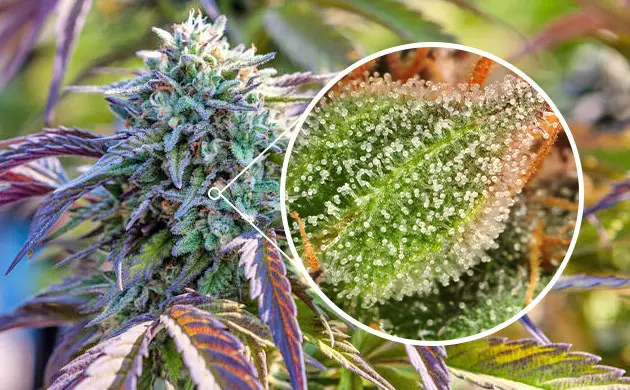 comment observer les trichomes