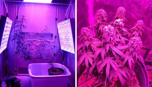 Are you using the right light spectrum marijuana not flowering