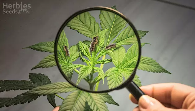 fungus gnats marijuana