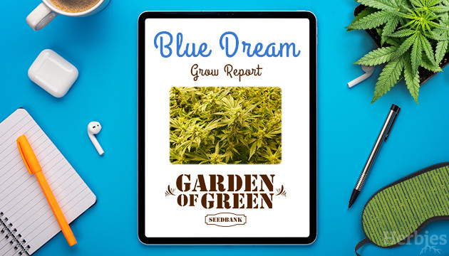 blue dream grow diary