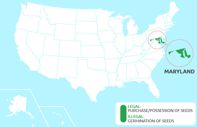 growing cannabis in Maryland