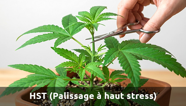 low stress training autoflower