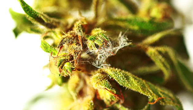 marijuana plant diseases