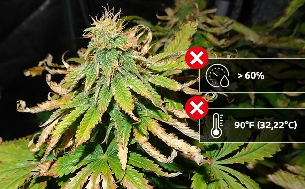 Growing cannabis indoors produces a lot of greenhouse gases – just